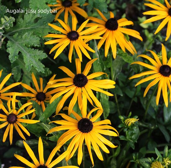 Žėrinčioji rudbekija (Rudbeckia fulgida) 'Little Goldstar'